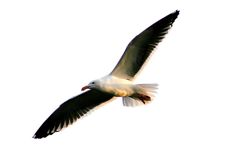 seagull management